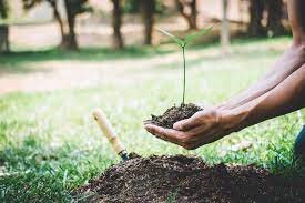 La-Reforestacion-como-Parte-de-la-Responsabilidad-Social-Empresarial-Compromiso.jpeg
