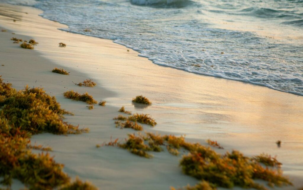 Una Amenaza Creciente para el Mar Caribe