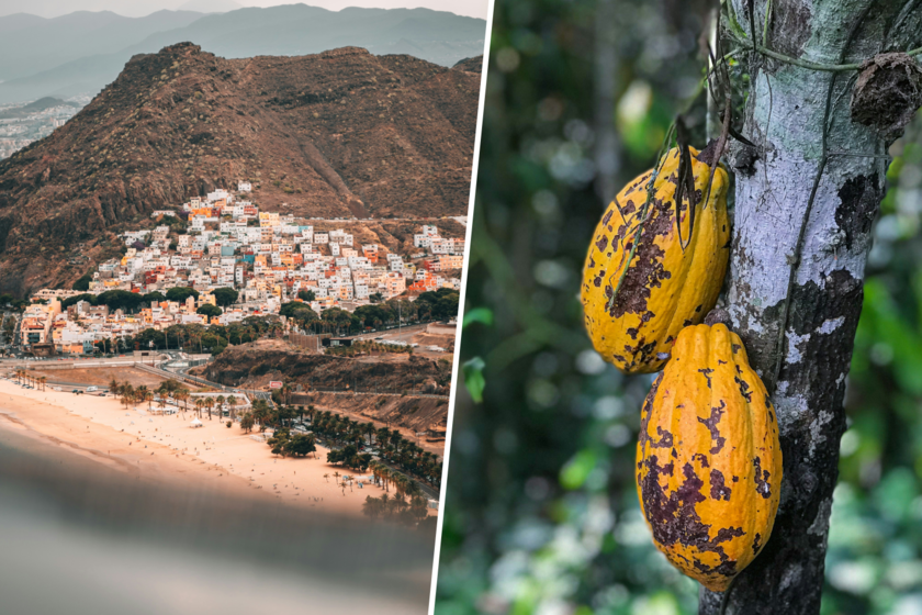 En-plena-crisis-del-cacao-mundial-en-las-islas-Canarias.png
