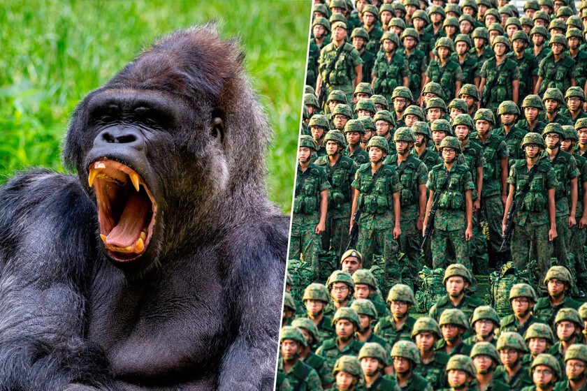 ¿Puede-un-gorila-ganar-a-100-hombres-El-dilema-que.jpeg